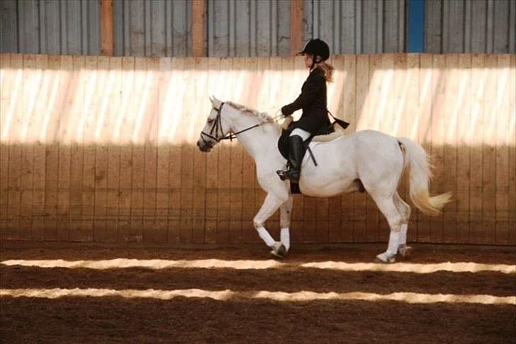 Welsh Pony (sec B) Korreborgs Figaro - BSR stævne LC1 4.plads(Første Stævne) billede 4