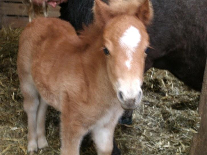 Shetlænder Maj 'SOLGT' billede 19