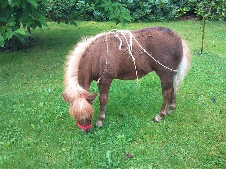 Shetlænder Maj 'SOLGT' - første gang ude i haven... billede 20