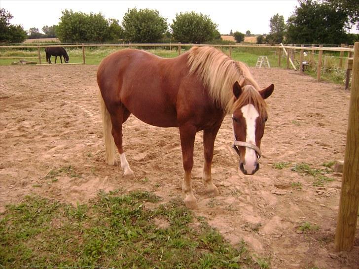 Welsh Pony af Cob-type (sec C) Jacki billede 15