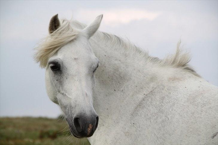 Welsh Mountain (sec A) Rosengårdens Jasmin - N Y T ! på fold!:D billede 16
