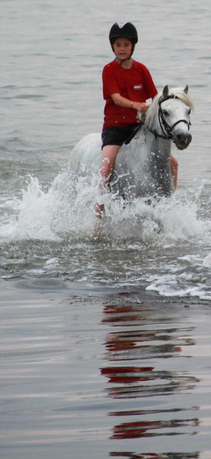 Welsh Mountain (sec A) Rosengårdens Jasmin - N Y T !  2010 vi har været ude at bade og svømme;D billede 17
