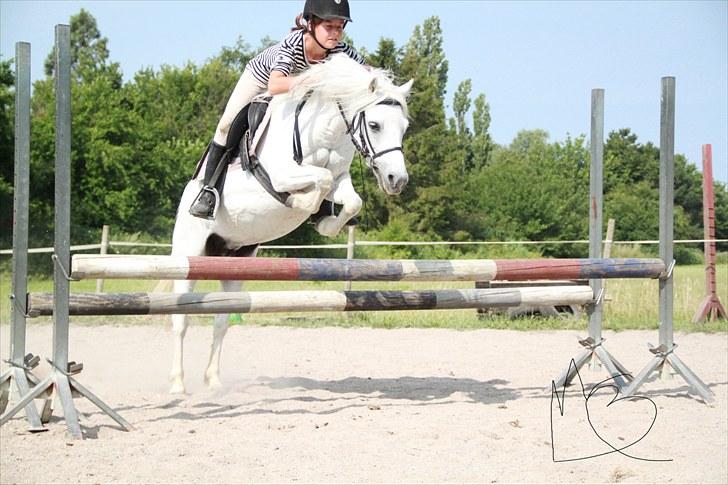 Welsh Mountain (sec A) Rosengårdens Jasmin - N Y T ! springbillede billede 18