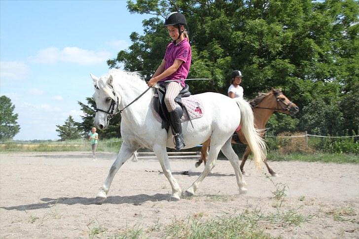 Welsh Mountain (sec A) Rosengårdens Jasmin - N Y T !  Dressur sommer billede 19