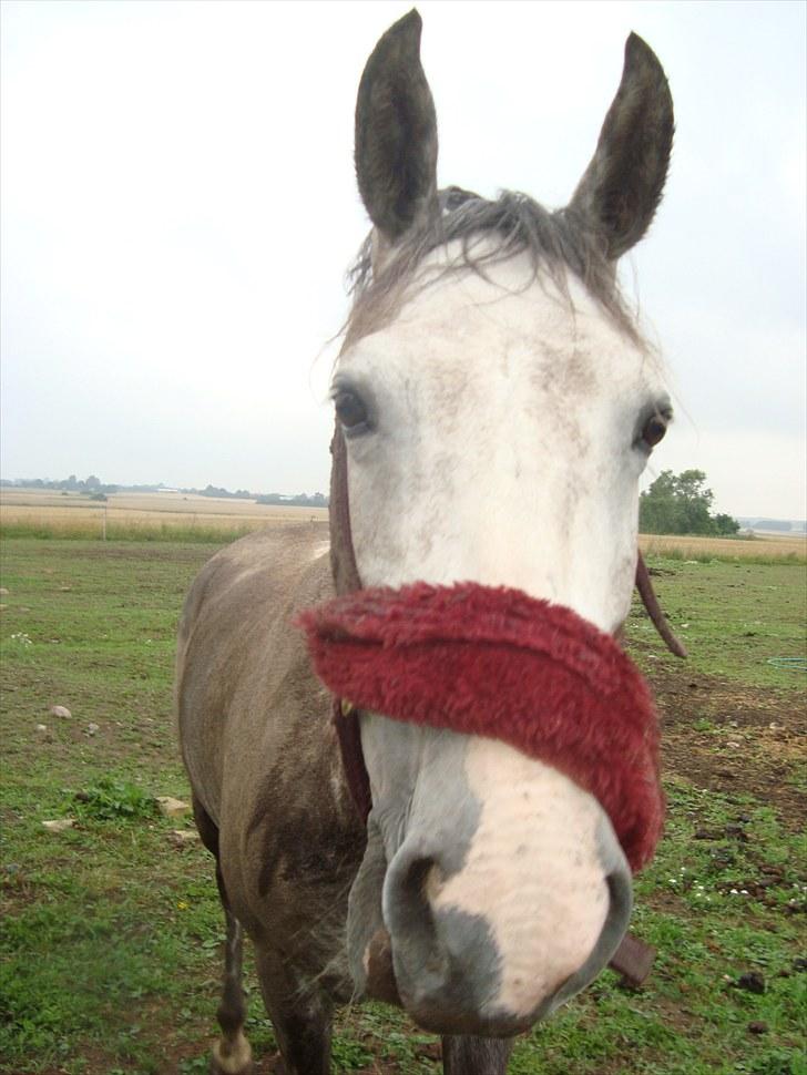 Anden særlig race Olympia <33 *Solgt* billede 5