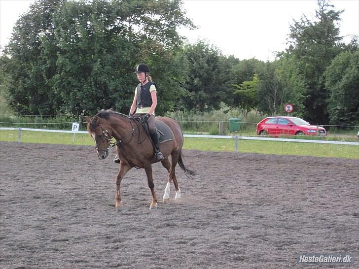 New Forest Kantje's Ruby - solgt billede 12