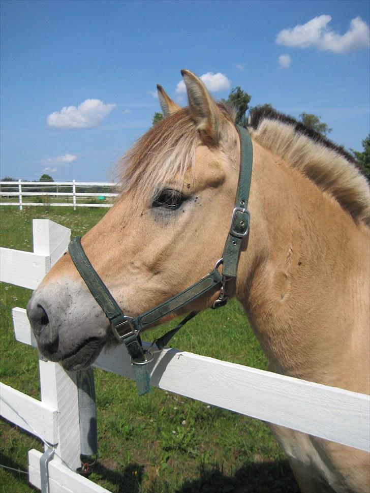 Fjordhest Viktor Knudsen billede 2