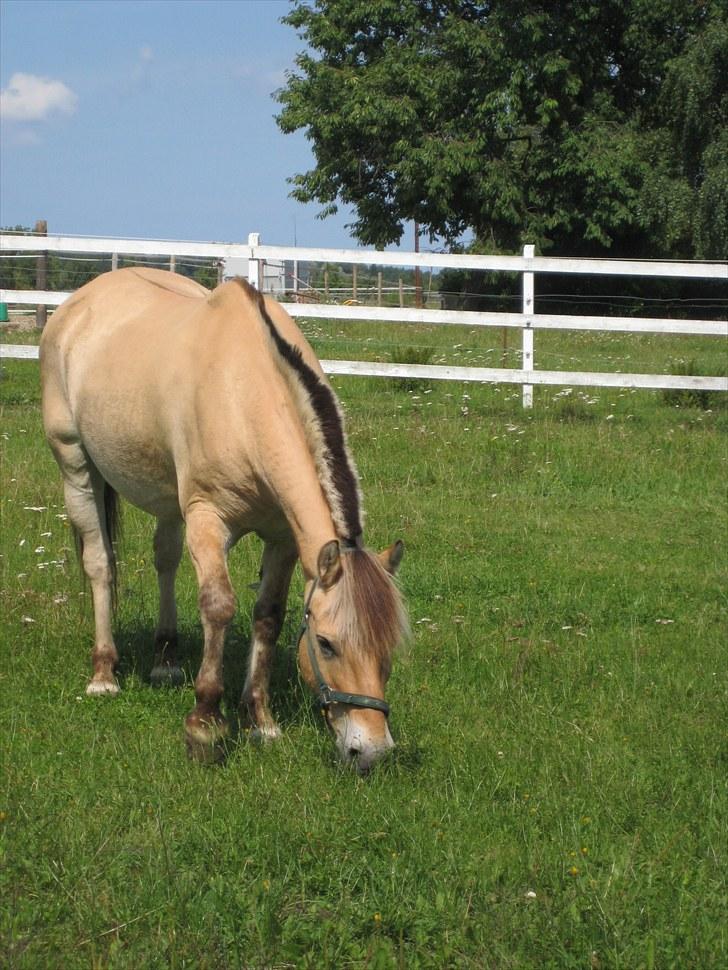 Fjordhest Viktor Knudsen - På fold. Lige kommet hjem. billede 3