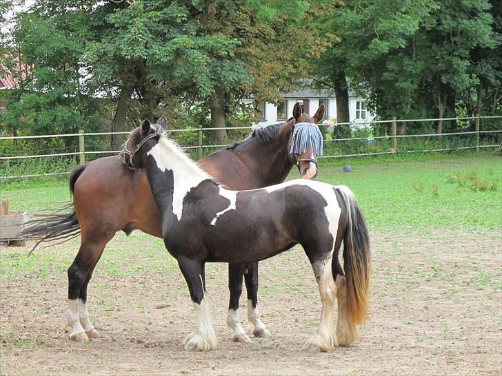 Irish Cob IrishSwan's Babeth Mischa - Mischa  & Ziwas :o) billede 12