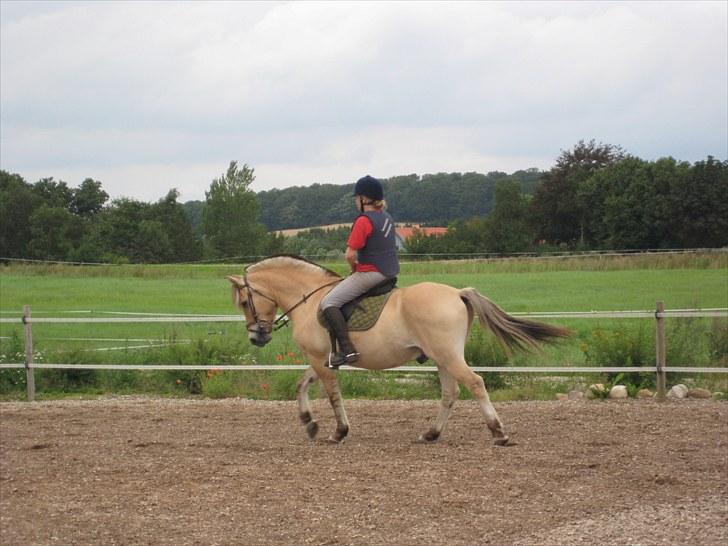 Fjordhest Viktor Knudsen - 3. ridetur. billede 4
