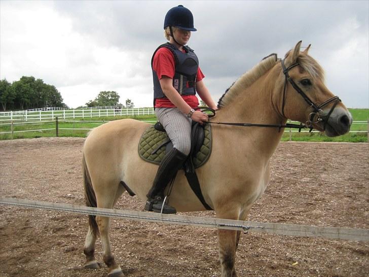 Fjordhest Viktor Knudsen - HOOOOOOOOOOOOOOOOOLDT STOP! :D billede 5