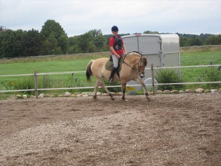 Fjordhest Viktor Knudsen billede 6