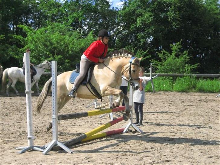 Fjordhest Viktor Knudsen - Elevhest på mønstergårdens ridelejr. billede 7