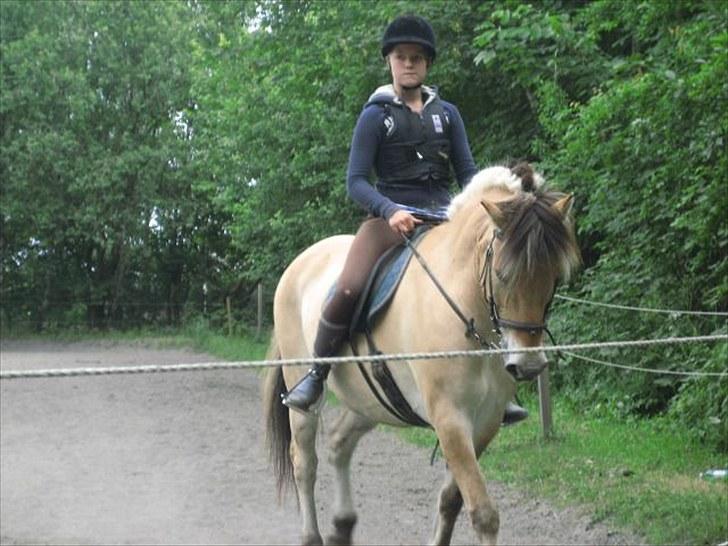 Fjordhest Viktor Knudsen - Elevhest på mønstergårdens ridelejr. billede 8