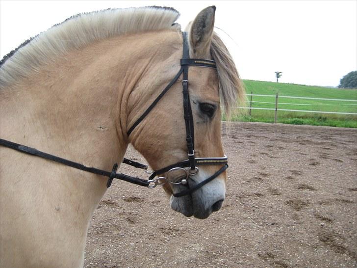 Fjordhest Viktor Knudsen billede 9