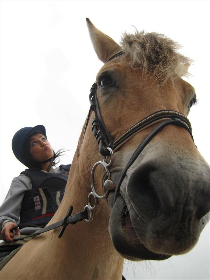 Fjordhest Viktor Knudsen - Bøøøøøh! :D billede 10