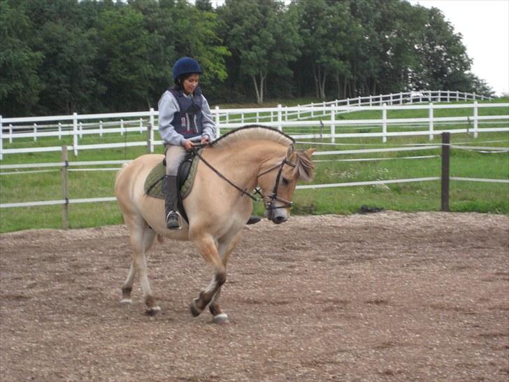 Fjordhest Viktor Knudsen - Min veninde og Viktor. billede 11