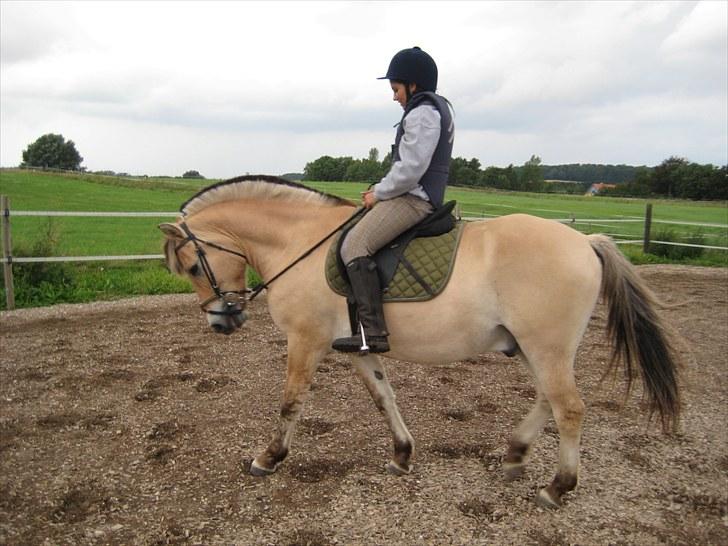 Fjordhest Viktor Knudsen - Min veninde og Viktor. billede 12