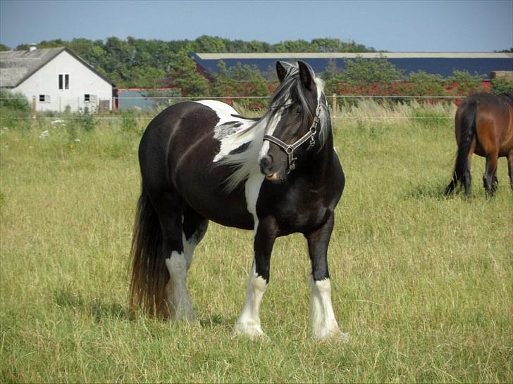 Irish Cob IrishSwan's Babeth Mischa - Sommer 2010 billede 14