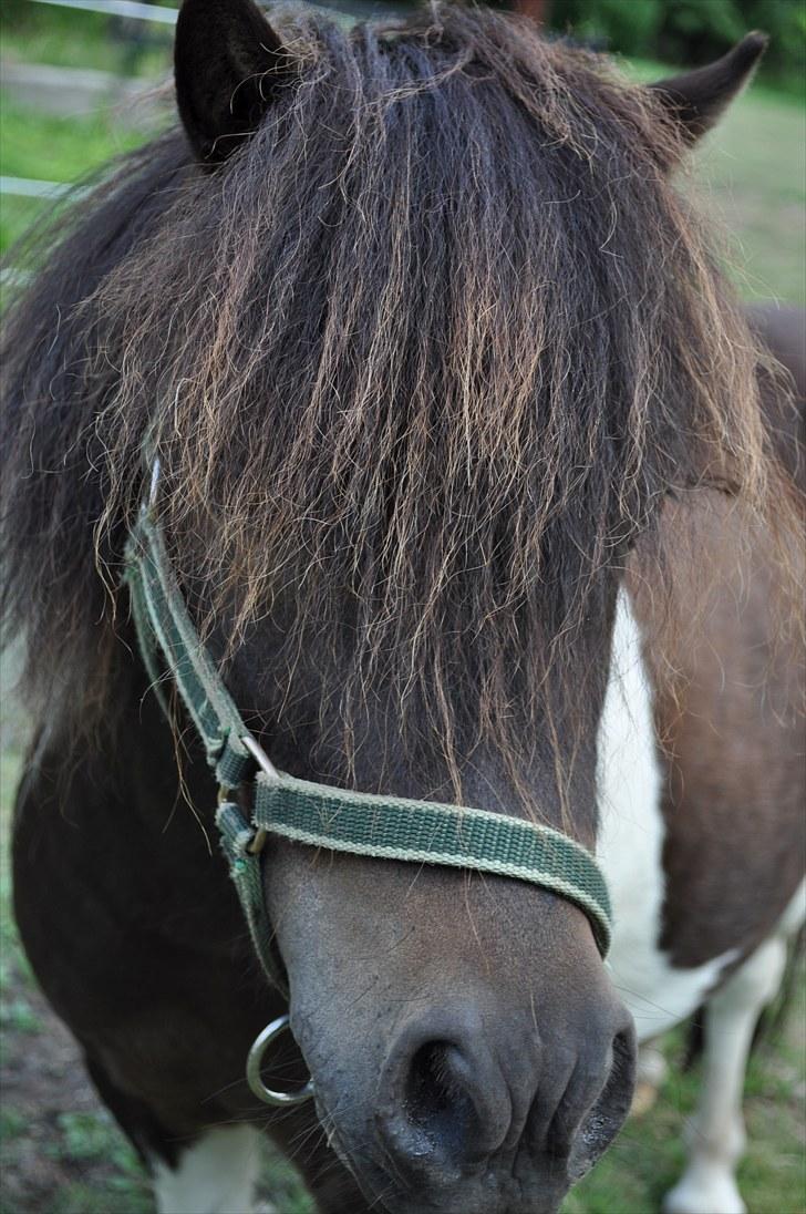 Shetlænder Veggerbys Lochmaddy billede 1