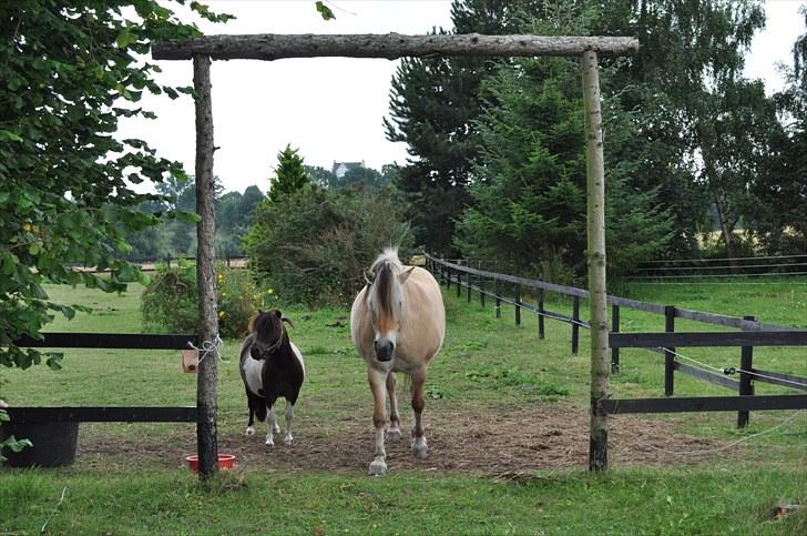 Shetlænder Veggerbys Lochmaddy billede 2