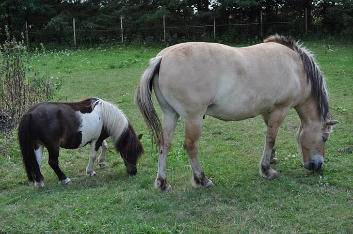 Shetlænder Veggerbys Lochmaddy billede 3