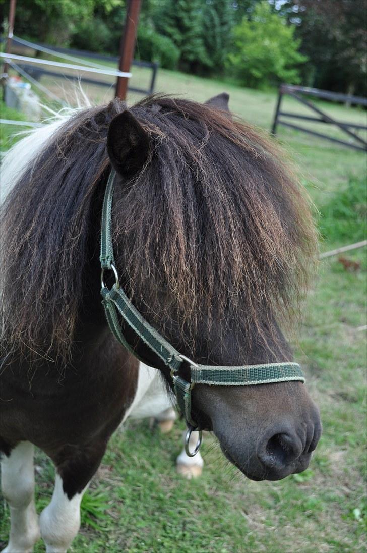 Shetlænder Veggerbys Lochmaddy billede 4