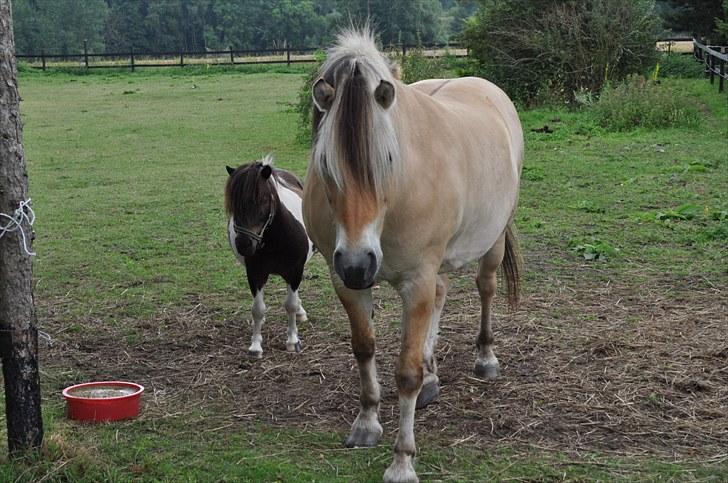 Shetlænder Veggerbys Lochmaddy billede 5