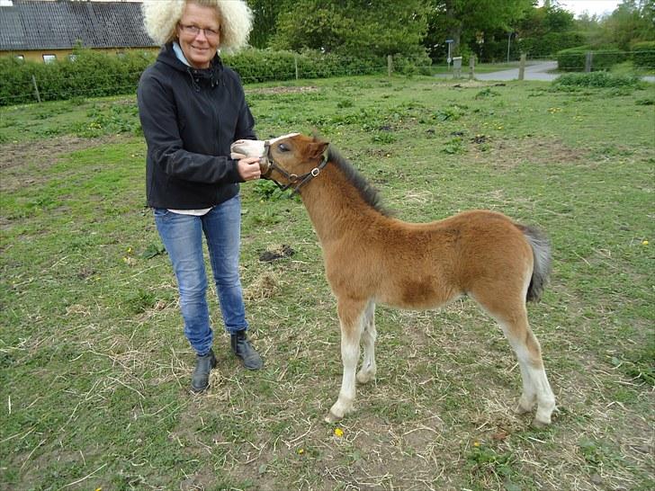 Welsh Mountain (sec A) Rø´s Status Quo Sec A billede 5