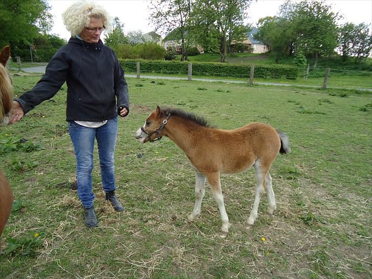 Welsh Mountain (sec A) Rø´s Status Quo Sec A billede 6