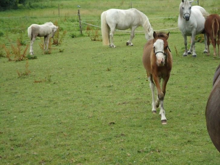 Welsh Mountain (sec A) Rø´s Status Quo Sec A billede 7