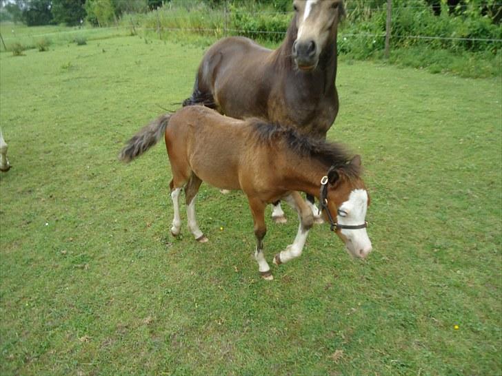 Welsh Mountain (sec A) Rø´s Status Quo Sec A billede 8