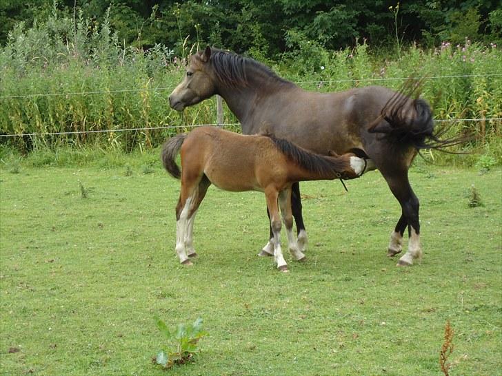 Welsh Mountain (sec A) Rø´s Status Quo Sec A billede 9