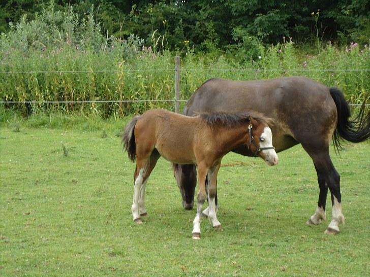 Welsh Mountain (sec A) Rø´s Status Quo Sec A billede 10