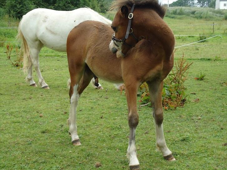 Welsh Mountain (sec A) Rø´s Status Quo Sec A billede 11