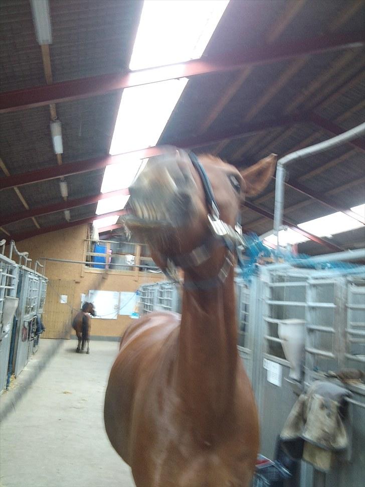 Dansk Varmblod Lærkenborgs Fuego billede 17