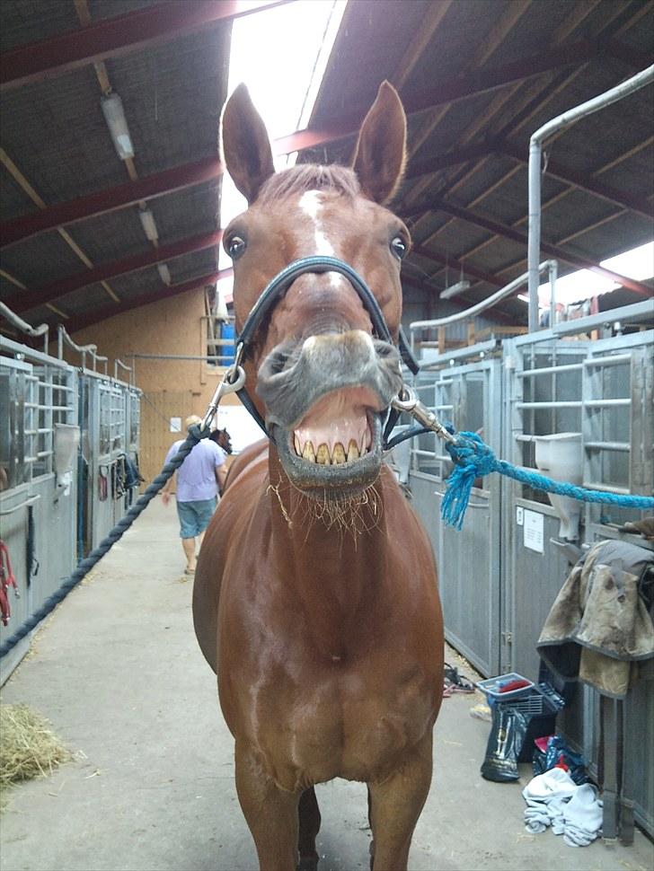 Dansk Varmblod Lærkenborgs Fuego billede 18