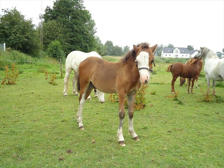 Welsh Mountain (sec A) Rø´s Status Quo Sec A billede 12