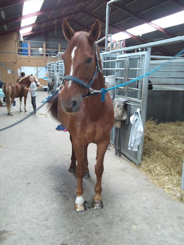 Dansk Varmblod Lærkenborgs Fuego billede 19