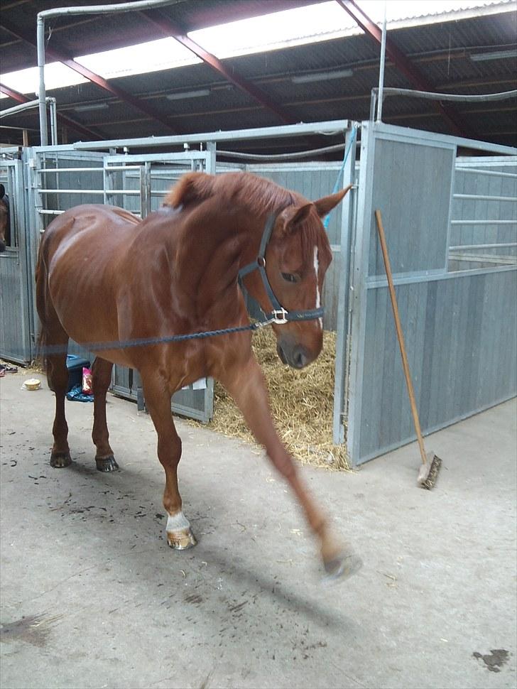 Dansk Varmblod Lærkenborgs Fuego billede 20