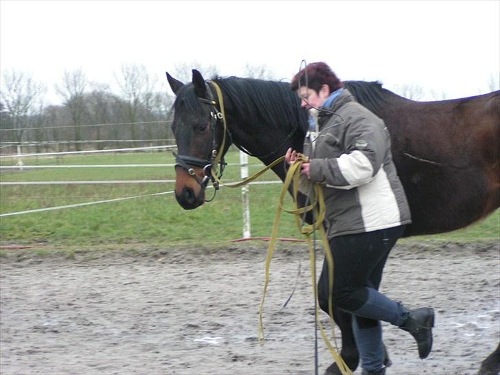 Anden særlig race Lauderdale - vinter 2009 inden jeg købte Lauderdale billede 2