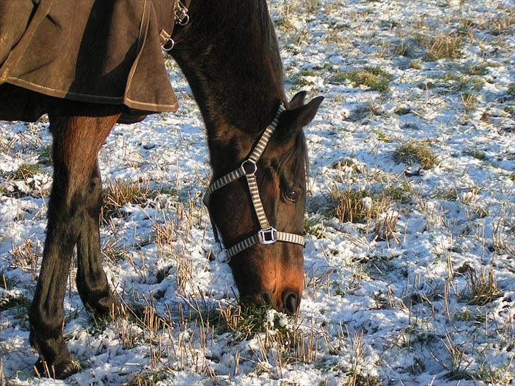 Anden særlig race Lauderdale - vinter 2010 billede 10