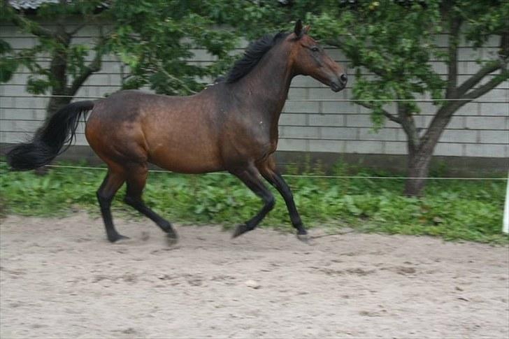 Anden særlig race Lauderdale billede 12
