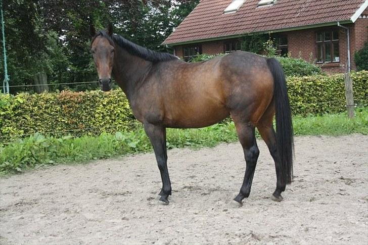 Anden særlig race Lauderdale - 8/8 2010 billede 13