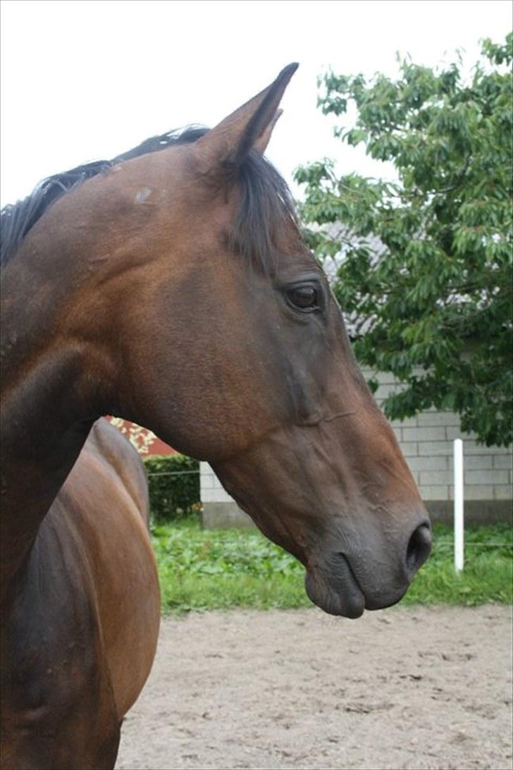 Anden særlig race Lauderdale - 8/8 2010 billede 14
