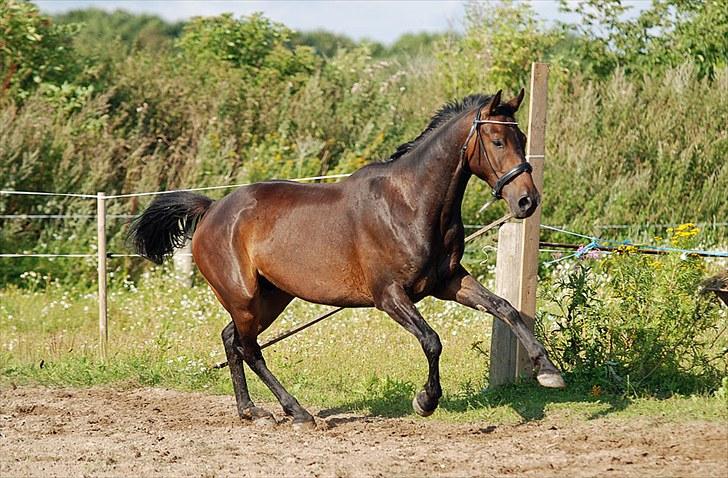 Anden særlig race Calvados J. - Taget af Chaos.. billede 15