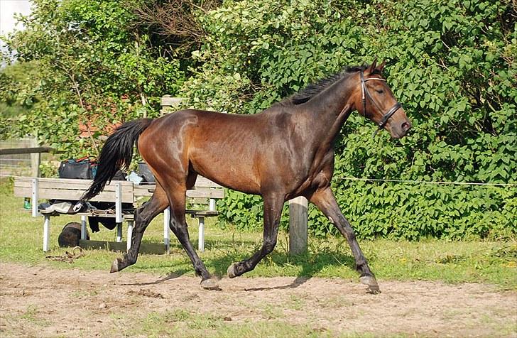 Anden særlig race Calvados J. - Taget af Chaos.. billede 16