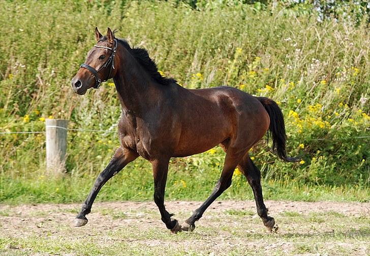 Anden særlig race Calvados J. - Taget af Chaos.. billede 17