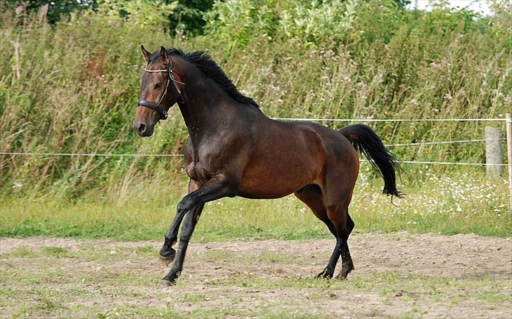 Anden særlig race Calvados J. - Taget af Chaos.. billede 18