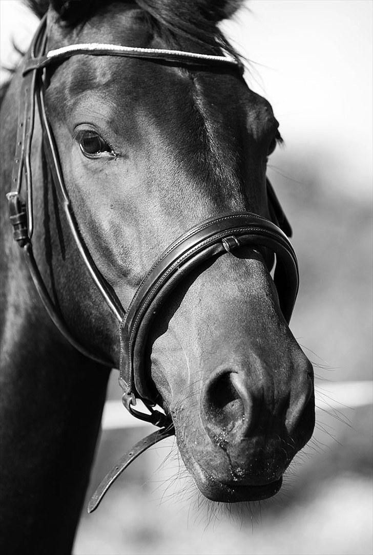 Anden særlig race Calvados J. - Taget af Chaos.. billede 19